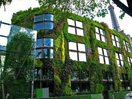 Создаем вертикальное озеленение дома